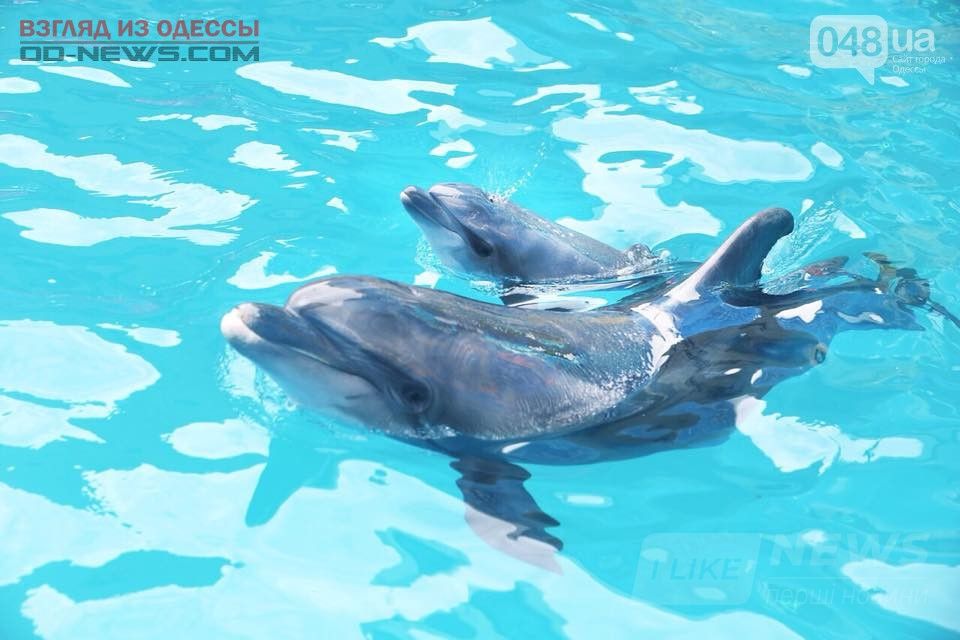 родился дельфиненок
