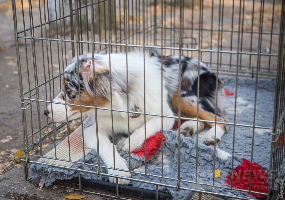 австралийская овчарка аусси