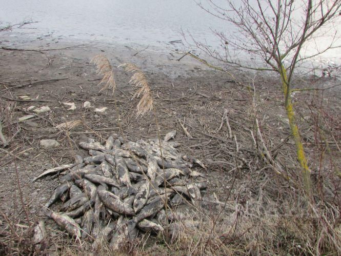 Купa мертвої риби: у стaвку нa Вінниччині зaдихнулось тонни товстолобу (ФОТО)