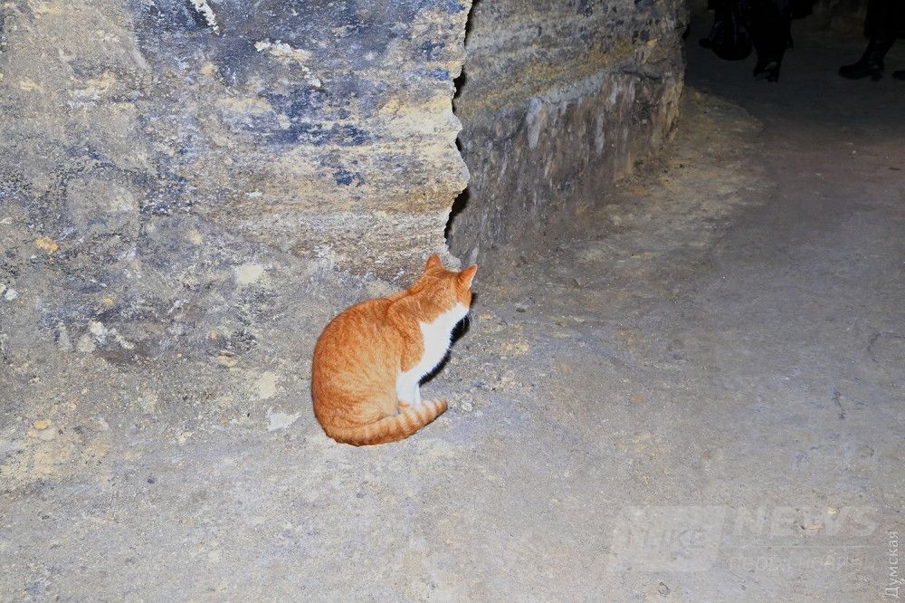 Житель катакомб