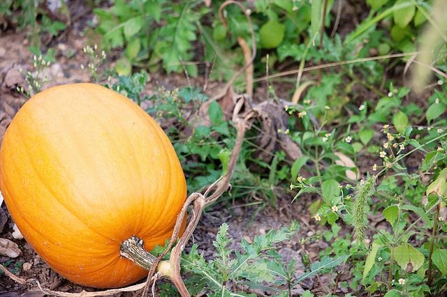 Гарбуз покращує імунітет, допомагає від втоми і виснаження. Фото: Emily Carlin/flickr.com. Ліцензія: creativecommons.org/licenses/by-nd/2.0