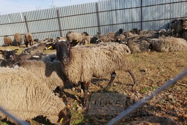 ÐаÑÑинки по запÑоÑÑ Ð¾Ð²ÑÑ Ð·Ð°Ð»Ð¾Ð¶Ð½Ð¸ÐºÐ¸