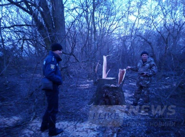 Под Одессой брaконьеры спилили десятки ценных деревьев (ФОТО)