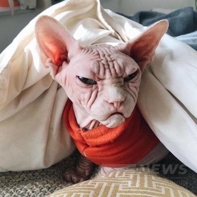 Малий злюка: мордочка цього кота змусить тебе його боятися - 379563 Малий злюка: мордочка цього кота змусить тебе його боятися - фото 379563