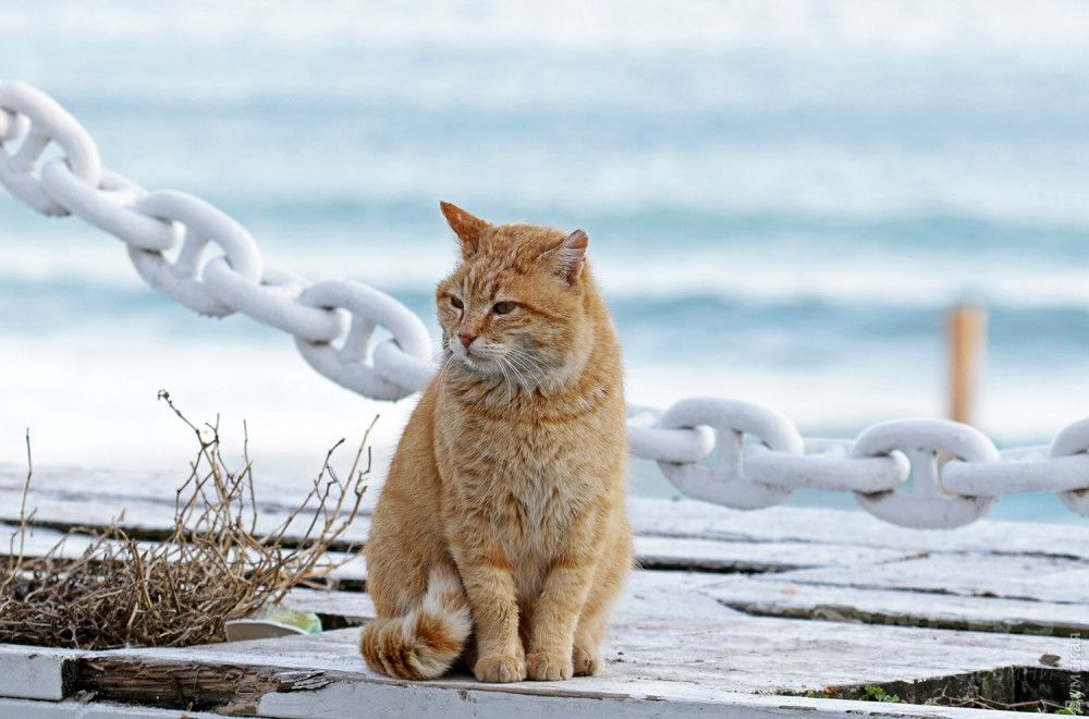 И днем и ночью кот ученый все ходит по цепи кругом...