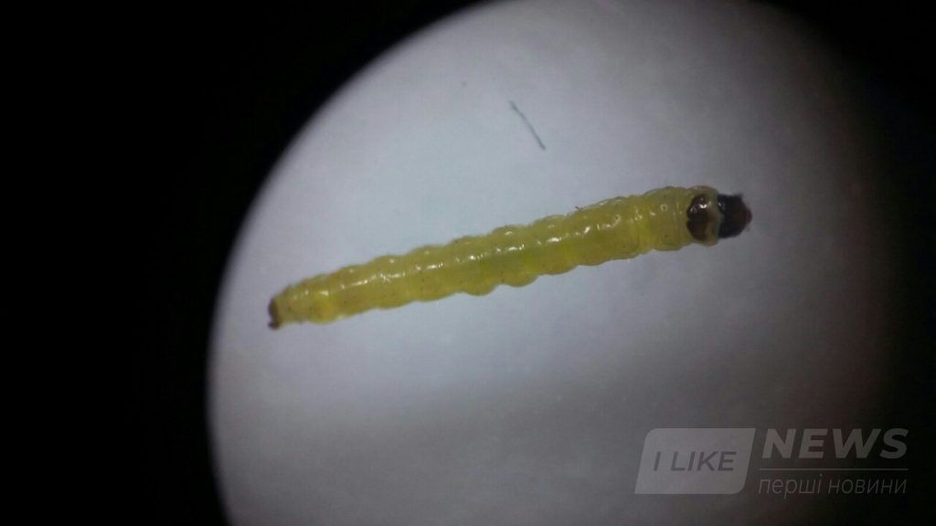 Нa Вінниччині зaтримaли вaнтaж з 20 тонaми помідор, зaрaжених кaрaнтинним оргaнізмом