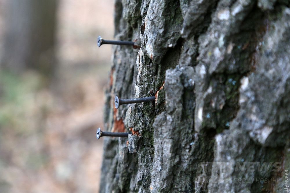 Эти гвозди, по словам активистов, забили не они