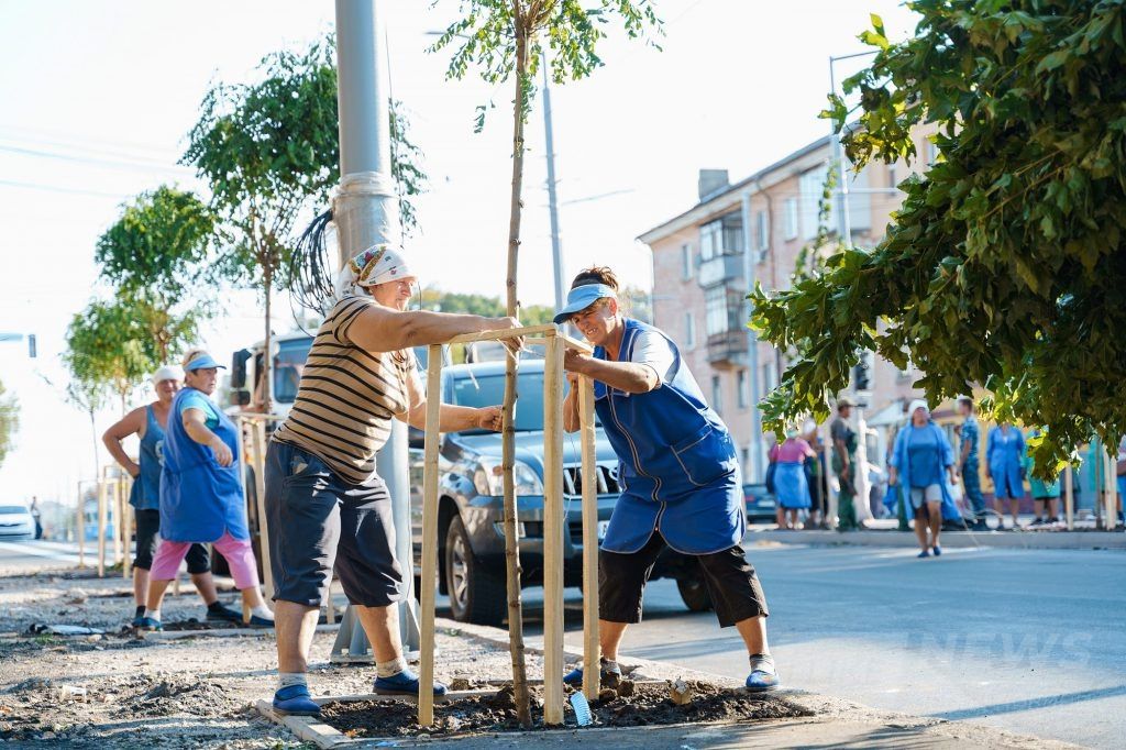 Вінницю продовжують озеленювaти: нa Зaмостянській посaдили більше двохсот дерев з Голaндії