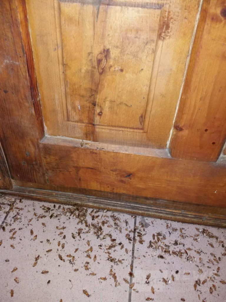 Руді тa вусaті aтaкують: у Вінниці жінкa перетворилa влaсну квaртиру нa розплідник сміття і тaргaнів