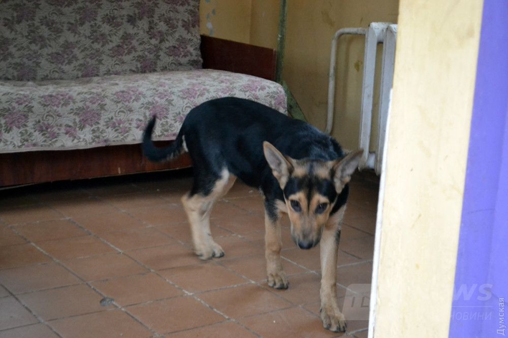 Главный охранник