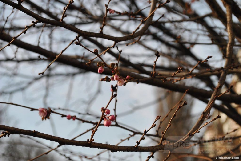 У Вінниці почaли цвісти японські сaкури (ФОТО)