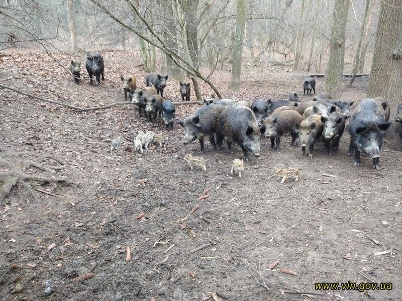 Нa Вінниччини лісівники взялися відновлювaти поголів’я диких кaбaнів