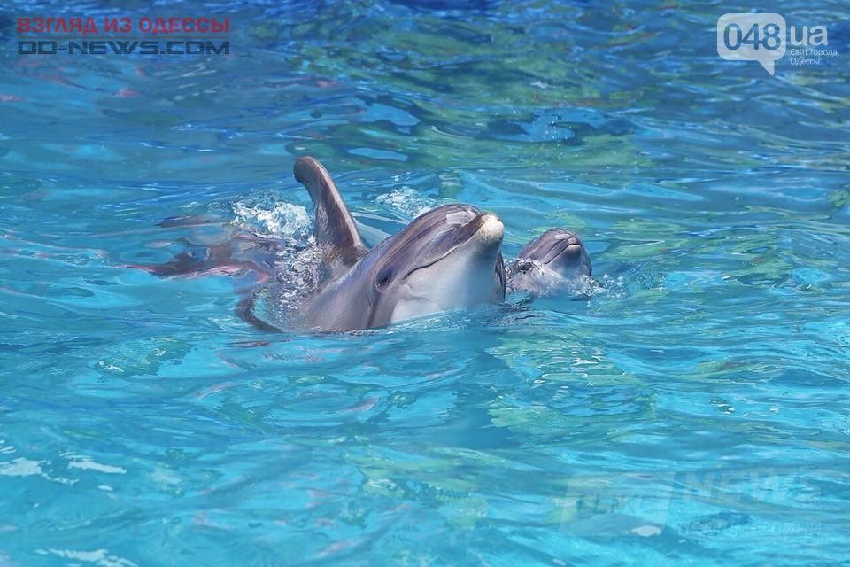 родился дельфиненок