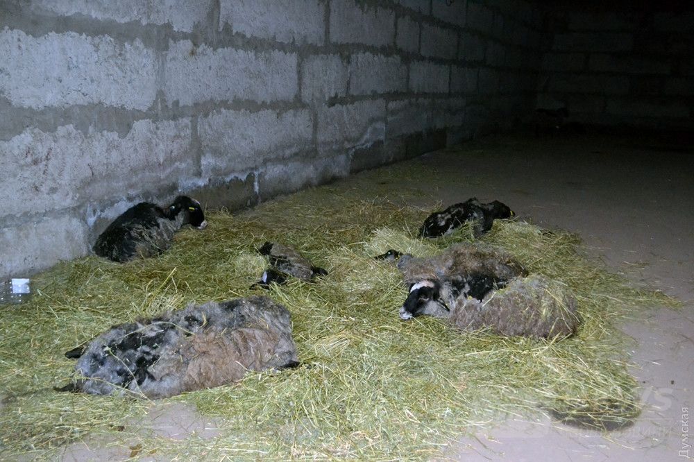 Слабые особи разместили отдельно от отары