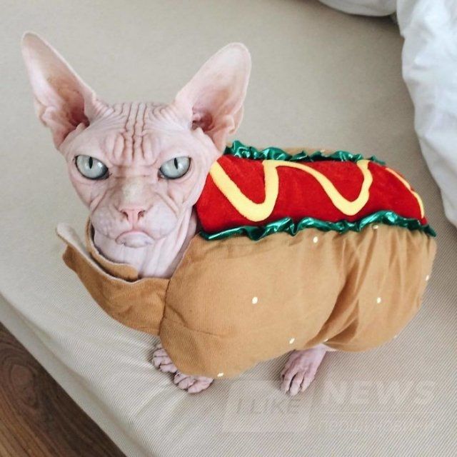 Малий злюка: мордочка цього кота змусить тебе його боятися - 379560 Малий злюка: мордочка цього кота змусить тебе його боятися - фото 379560