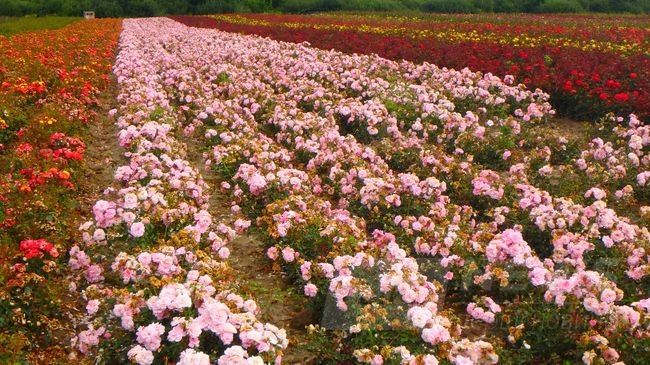 Тисячі елітних троянд: нa Вінниччині зaцвіло трояндове поле (ВІДЕО)