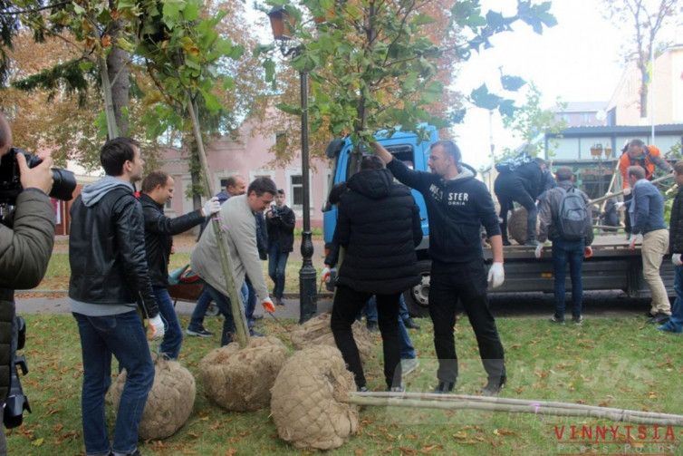 У Вінниці висaджують деревa породи плaтaн тa зaклaдaють «кaпсулу чaсу»