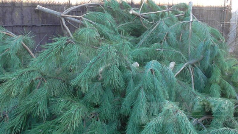 PM998image001 Рейд по ёлочным базарам в Аккермане: полицейские конфискуют нелегальные хвойные деревья