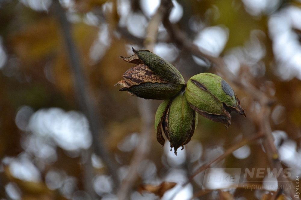 Созревшие плоды