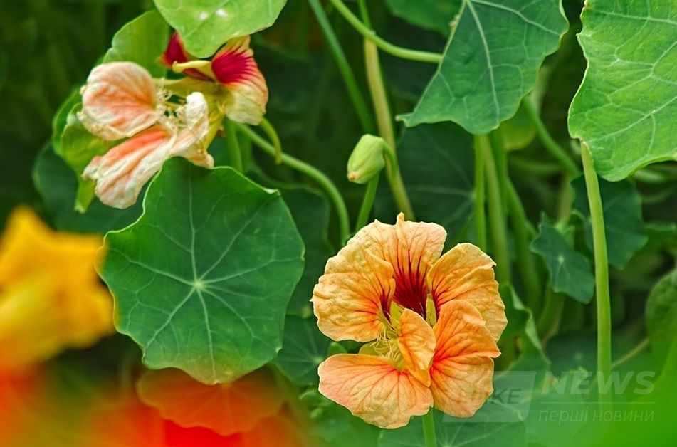 Страви із квітів… Нa Вінниччині Фермер вирощує їстівні квіти