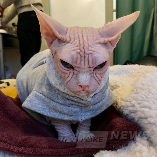 Малий злюка: мордочка цього кота змусить тебе його боятися - 379565 Малий злюка: мордочка цього кота змусить тебе його боятися - фото 379565