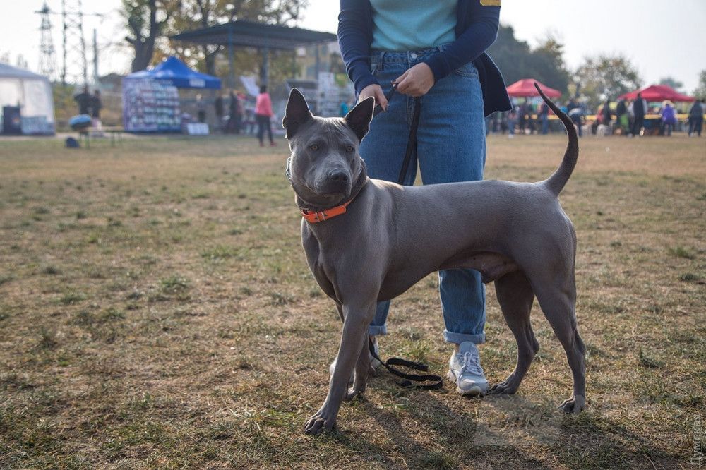 тайский риджбек Босфор