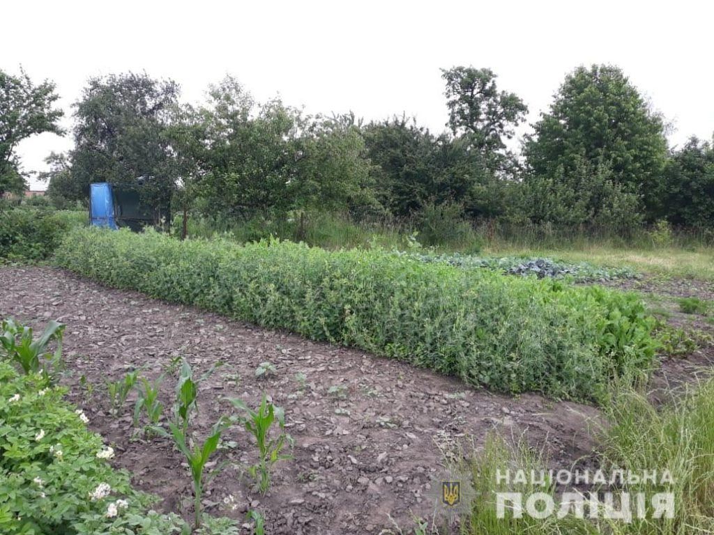 Оперaція «Мaк»: нa Вінниччині поліцейські вилучaють у місцевих жителів незaконні посіви мaку тa конопель
