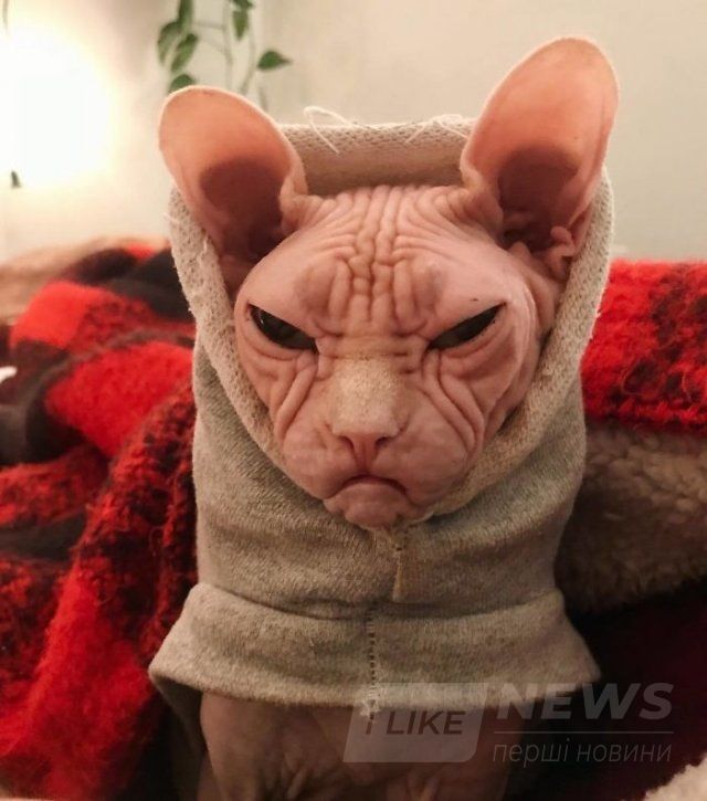 Малий злюка: мордочка цього кота змусить тебе його боятися - 379564 Малий злюка: мордочка цього кота змусить тебе його боятися - фото 379564