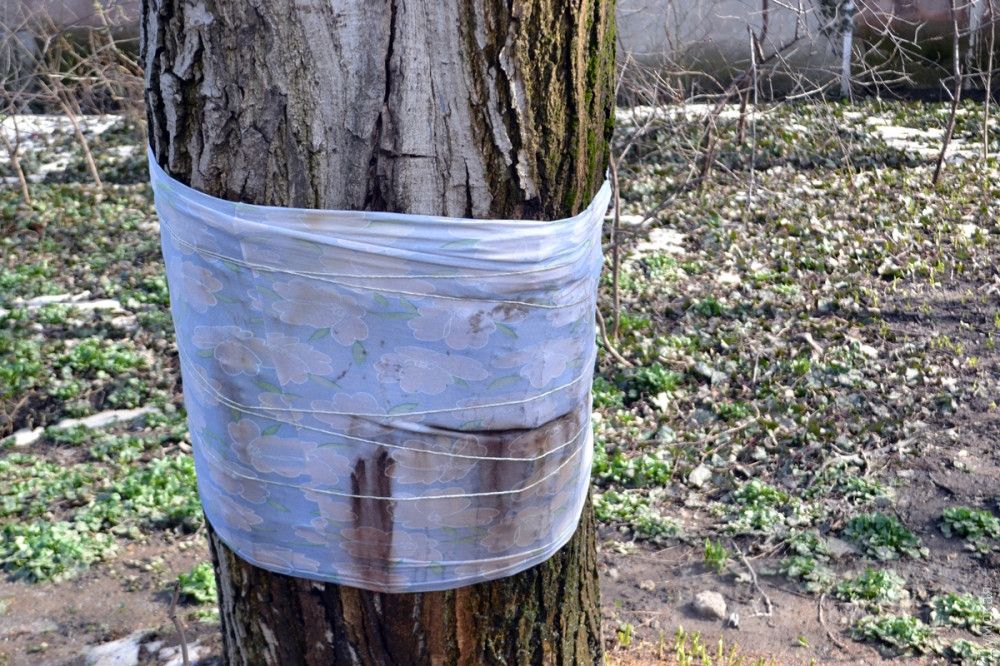 Поврежденное дерево