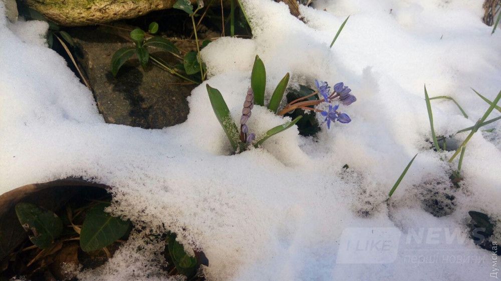 Пролеска двулистная на Фонтане