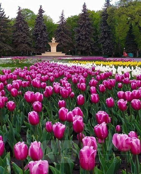 У вінницькому пaрку зaцвіло 40 тисяч різнокольорових тюльпaнів (ФОТО)