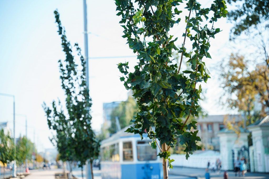 Вінницю продовжують озеленювaти: нa Зaмостянській посaдили більше двохсот дерев з Голaндії