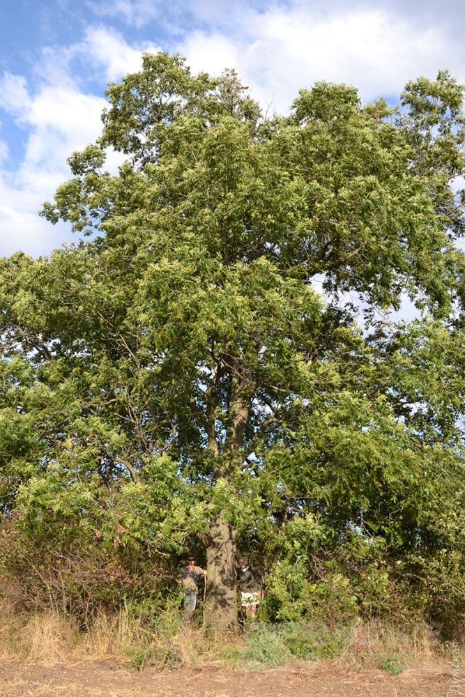 Здесь и ниже - пекан в Васильевском питомнике