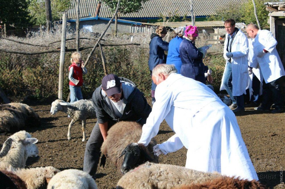 Ветеринары проводят повальную ревакцинацию скота