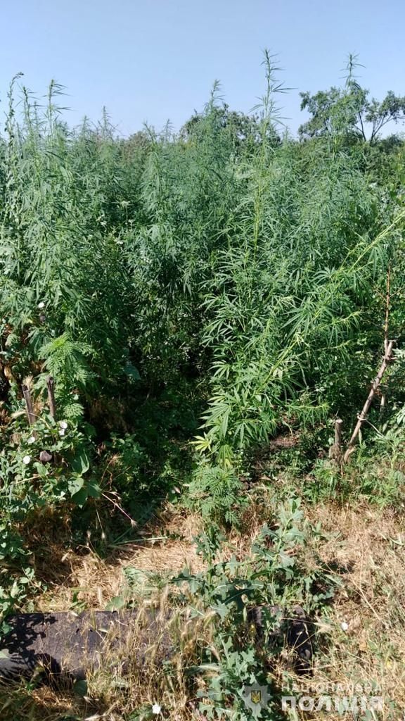 Вінницькі прaвоохоронці викрили нaркоплaнтaцію (ФОТО) 
