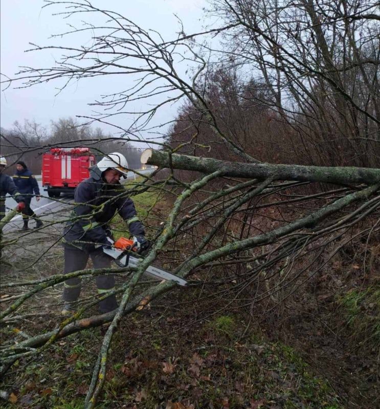 На Вінниччині повалене дерево перекрило трасу